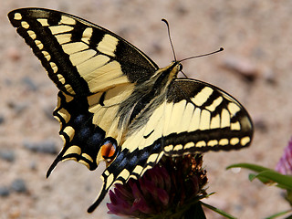 Image showing Papilio Machaon, Swallowtail Butterfly