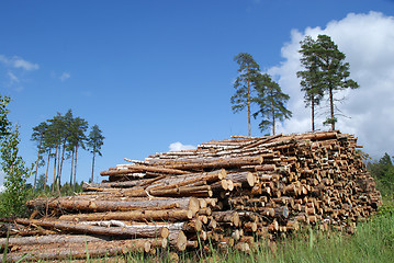 Image showing Pile of Timber Logs Summer Landscape