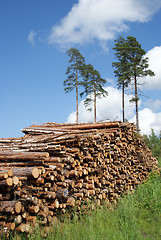 Image showing Stack of Timber Logs at Summer