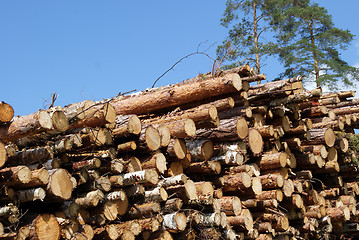 Image showing Stacked Wood Logs With Pine Trees