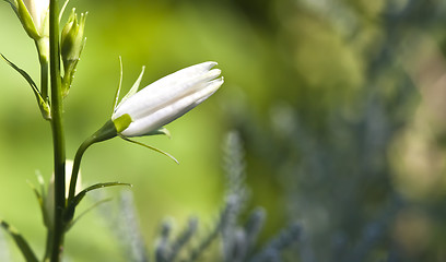 Image showing white flower