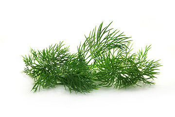 Image showing Dill