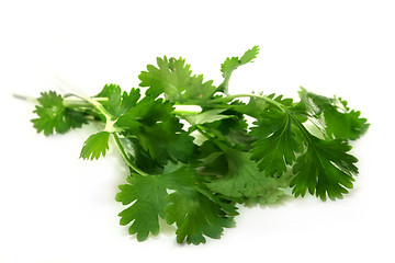 Image showing Coriander