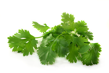 Image showing Coriander