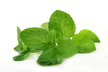 Image showing Pepper mint
