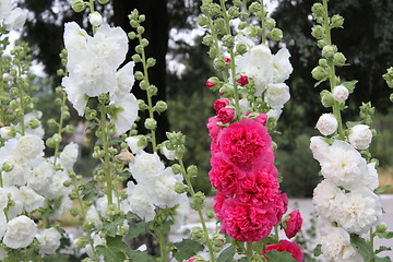 Image showing flowers