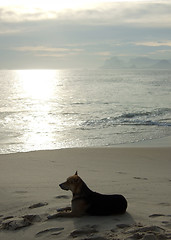 Image showing Contemplative dog on the beach sand
