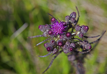 Image showing Marsh thistle 