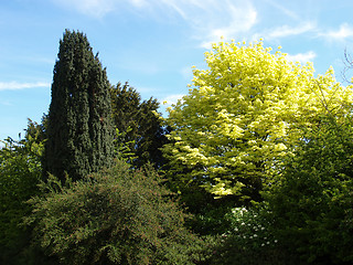 Image showing Greenery background
