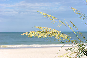 Image showing morning beach with sea grass