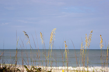 Image showing sea grass against the sky