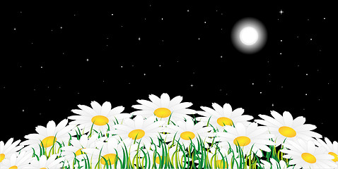 Image showing Chamomile and night