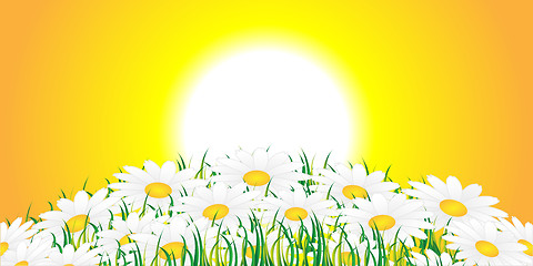 Image showing Chamomile and sun