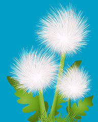 Image showing dandelions