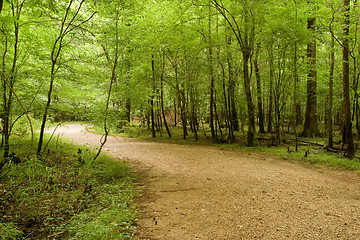 Image showing Trail in the forest