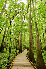 Image showing Congaree National park, South Carolina