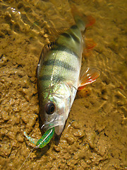 Image showing perch