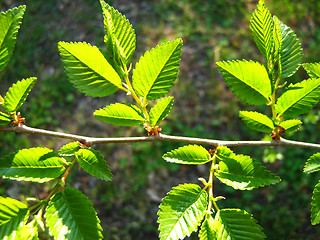 Image showing Green leaves