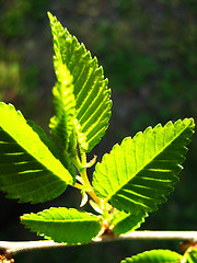 Image showing Green leaves