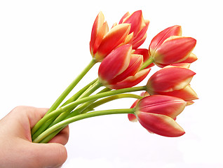 Image showing tulips in hand