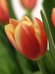 Image showing tulip - tulipa gesneriana