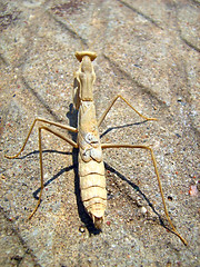 Image showing mantis