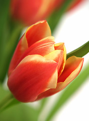 Image showing tulip - tulipa gesneriana