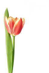 Image showing tulip - tulipa gesneriana