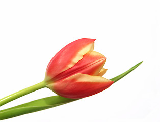 Image showing tulip - tulipa gesneriana