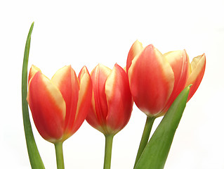 Image showing tulip trio - tulipa gesneriana