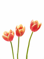 Image showing tulips - tulipa gesneriana