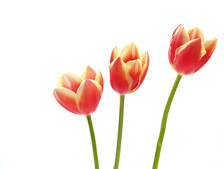 Image showing tulips - tulipa gesneriana