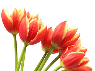 Image showing tulips - tulipa gesneriana