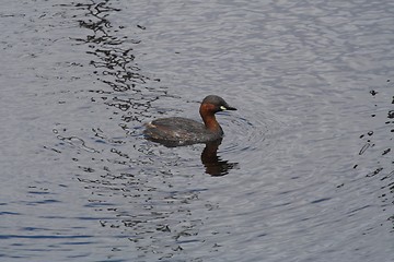 Image showing Reflecting Duckling