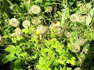 Image showing dandelions