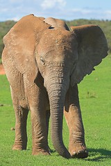 Image showing African Elephant