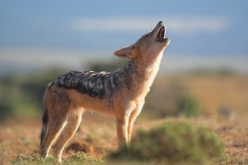 Image showing howling jackal