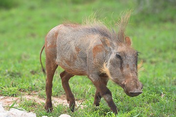 Image showing Hairy Warthog