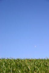 Image showing Grass & Sky