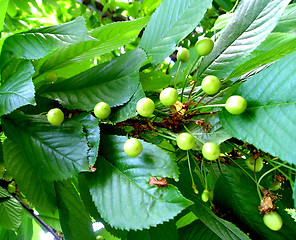 Image showing not ripened cherries