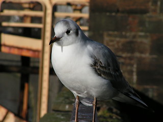 Image showing Seagull