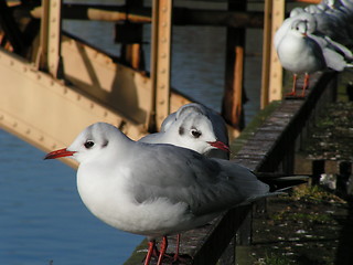 Image showing Seagulls