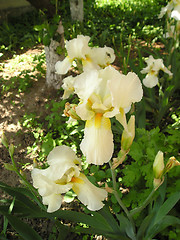 Image showing yellow flowers