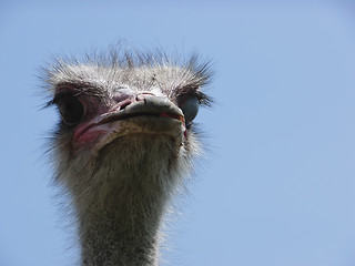 Image showing Ostrich