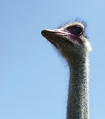 Image showing Ostrich