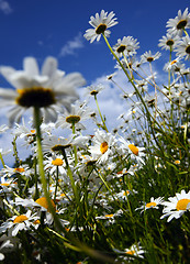 Image showing Daisy and a blue sky