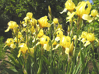 Image showing yellow flowers