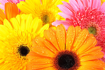 Image showing background of pink and orange flowers