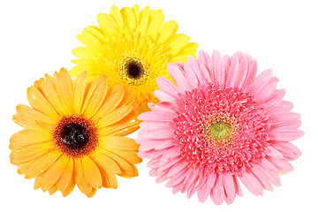 Image showing Three flower with dew