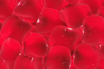 Image showing Abstract background of red rose petals